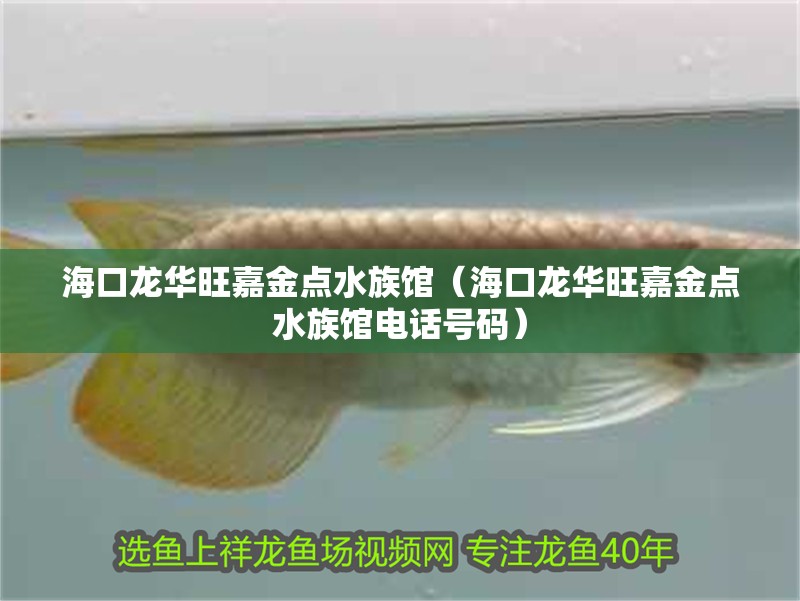 海口龍華旺嘉金點水族館（?？邶埲A旺嘉金點水族館電話號碼）
