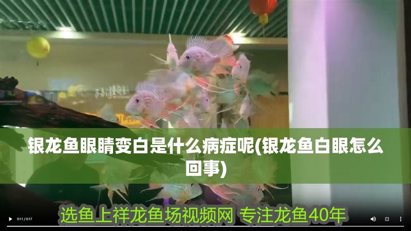 銀龍魚眼睛變白是什么病癥呢(銀龍魚白眼怎么回事)