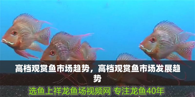 高檔觀賞魚市場趨勢，高檔觀賞魚市場發(fā)展趨勢