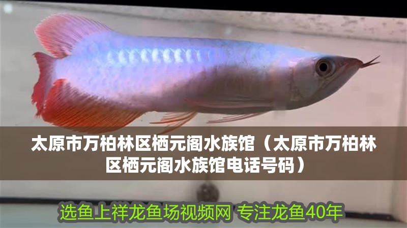 太原市萬柏林區棲元閣水族館(太原市萬柏林區棲元閣水族館電話號碼) 全國水族館企業名錄 第2張 太原市萬柏林區棲元閣水族館(太原市萬柏林區棲元閣水族館電話號碼) 太原市萬柏林區棲元閣水族館(太原市萬柏林區棲元閣水族館電話號碼) 全國水族館企業名錄 第2張