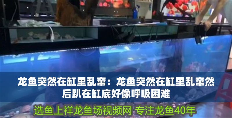 龍魚突然在缸里亂竄：龍魚突然在缸里亂竄然后趴在缸底好像呼吸困難