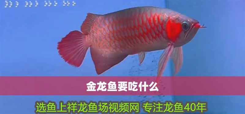 金龍魚要吃什么