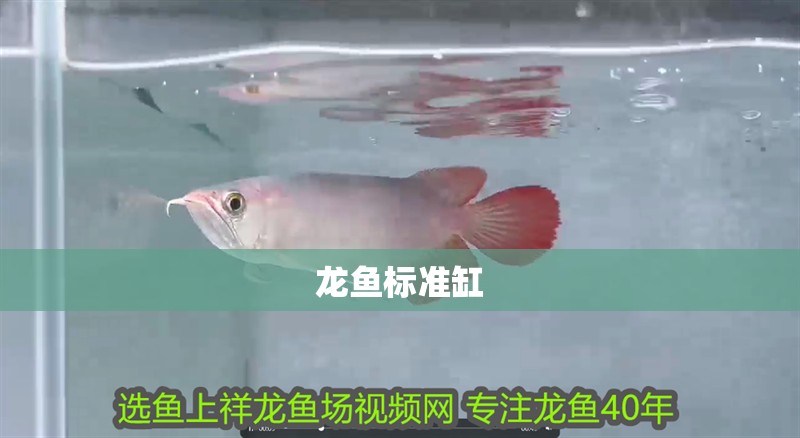 龍魚標準缸