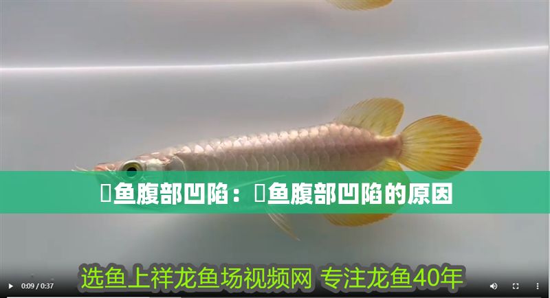 魟魚腹部凹陷：魟魚腹部凹陷的原因