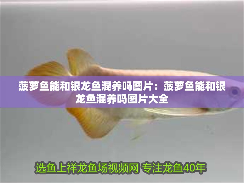 菠蘿魚能和銀龍魚混養(yǎng)嗎圖片：菠蘿魚能和銀龍魚混養(yǎng)嗎圖片大全