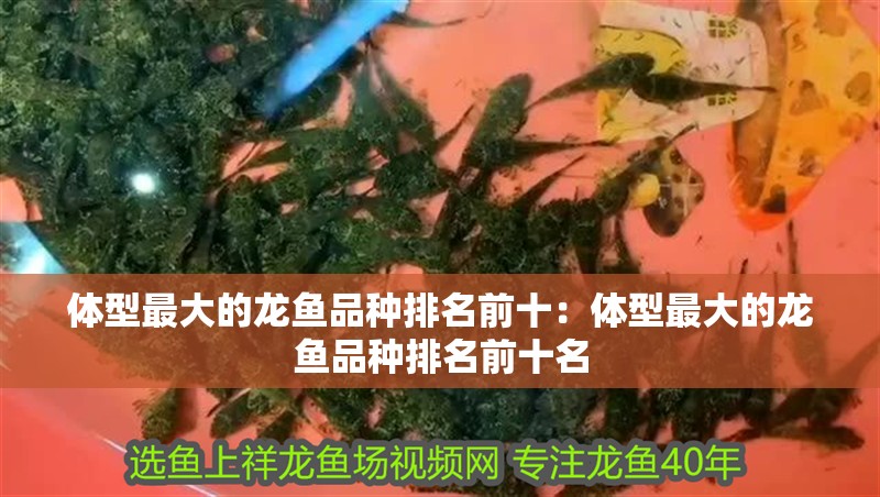體型最大的龍魚品種排名前十：體型最大的龍魚品種排名前十名