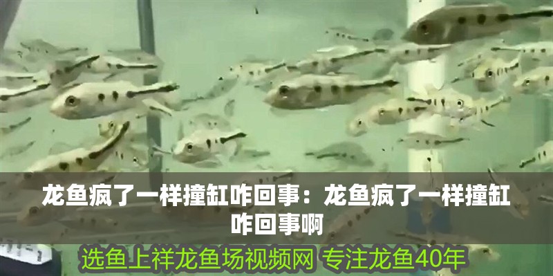 龍魚瘋了一樣撞缸咋回事：龍魚瘋了一樣撞缸咋回事啊
