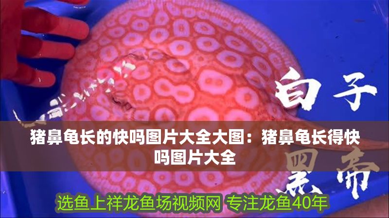 豬鼻龜長的快嗎圖片大全大圖：豬鼻龜長得快嗎圖片大全