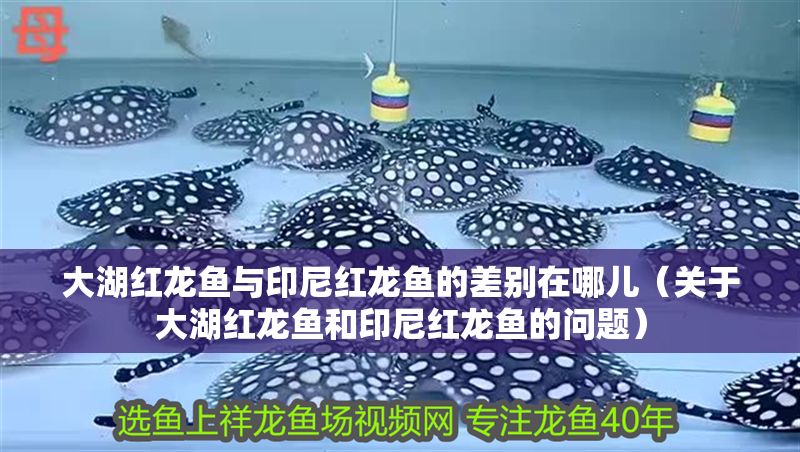 大湖紅龍魚與印尼紅龍魚的差別在哪兒（關(guān)于大湖紅龍魚和印尼紅龍魚的問題）
