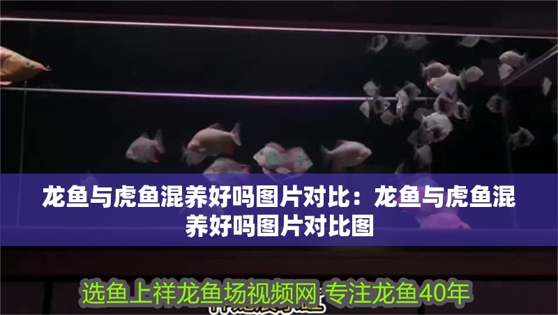 龍魚與虎魚混養(yǎng)好嗎圖片對比：龍魚與虎魚混養(yǎng)好嗎圖片對比圖