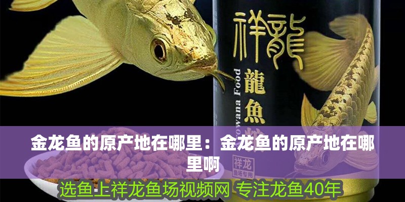 金龍魚的原產地在哪里：金龍魚的原產地在哪里啊