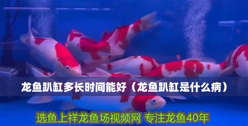 龍魚趴缸多長時間能好(龍魚趴缸是什么病) 虎魚百科 第1張 龍魚趴缸多長時間能好(龍魚趴缸是什么病) 龍魚趴缸多長時間能好(龍魚趴缸是什么病) 虎魚百科 第1張