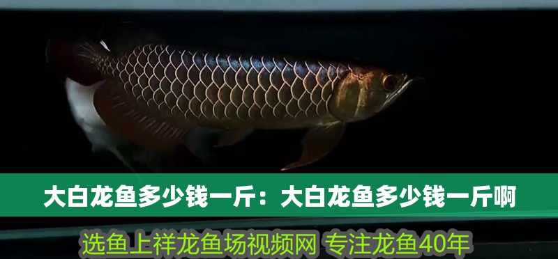 大白龍魚多少錢一斤：大白龍魚多少錢一斤啊
