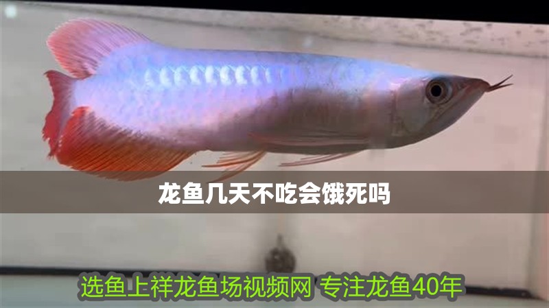 龍魚幾天不吃會餓死嗎