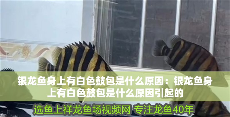 銀龍魚身上有白色鼓包是什么原因：銀龍魚身上有白色鼓包是什么原因引起的 銀龍魚身上有白色鼓包是什么原因：銀龍魚身上有白色鼓包是什么原因引起的 水族問答