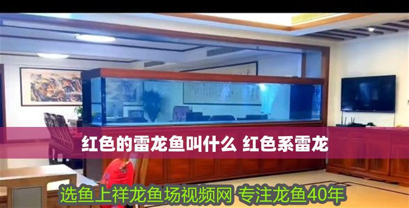 紅色的雷龍魚叫什么 紅色系雷龍