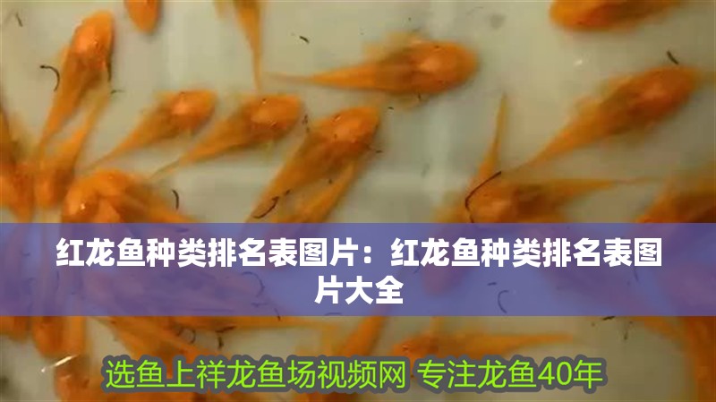 紅龍魚種類排名表圖片：紅龍魚種類排名表圖片大全