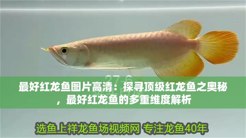 最好紅龍魚圖片高清：探尋頂級紅龍魚之奧秘，最好紅龍魚的多重維度解析