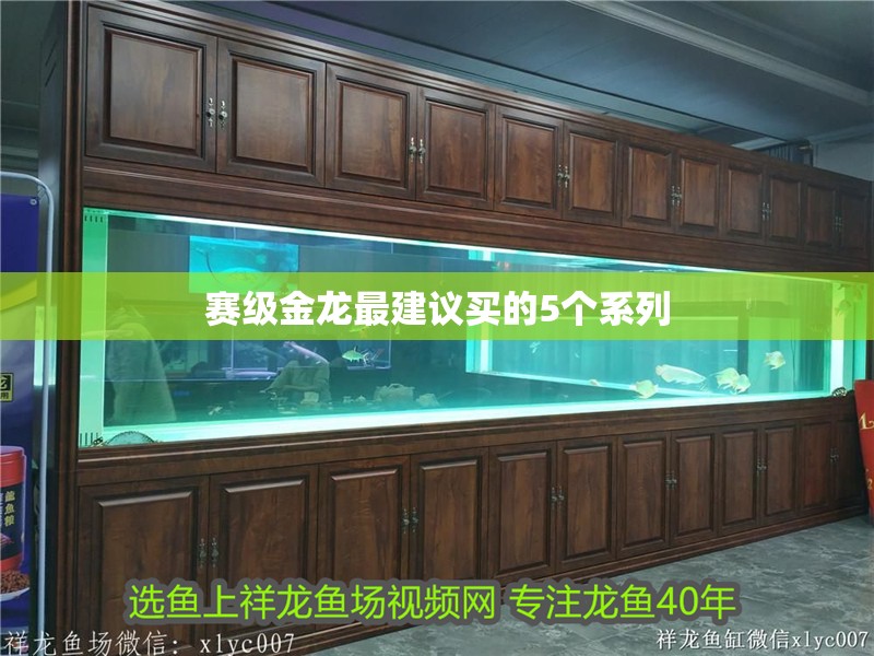 賽級金龍最建議買的5個系列 龍魚百科 第6張 賽級金龍最建議買的5個系列 賽級金龍最建議買的5個系列 龍魚百科 第6張