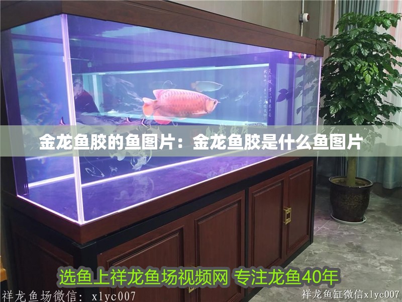 金龍魚膠的魚圖片：金龍魚膠是什么魚圖片