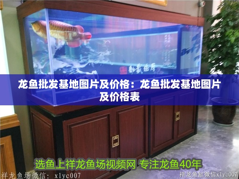 龍魚批發(fā)基地圖片及價格：龍魚批發(fā)基地圖片及價格表