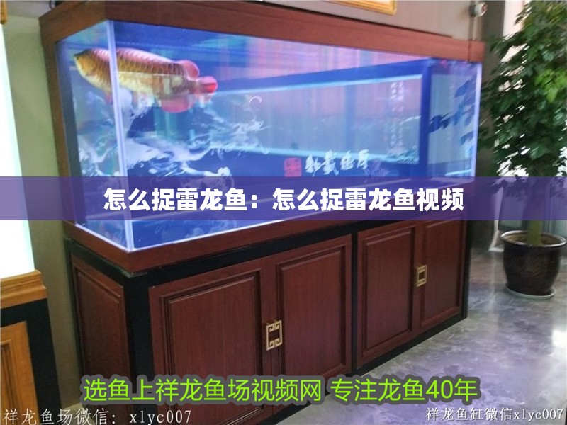 怎么捉雷龍魚：怎么捉雷龍魚視頻