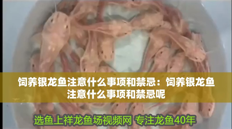 飼養銀龍魚注意什么事項和禁忌：飼養銀龍魚注意什么事項和禁忌呢
