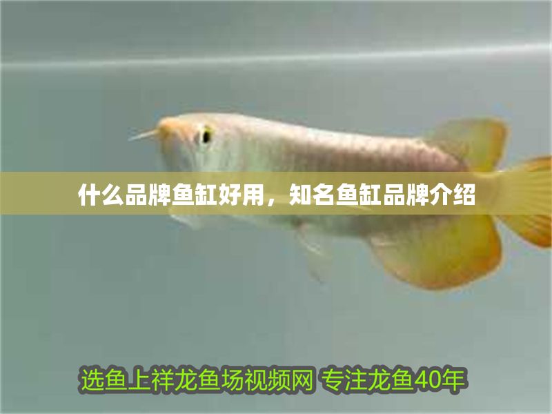 什么品牌魚缸好用，知名魚缸品牌介紹