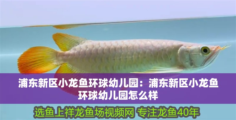 浦東新區小龍魚環球幼兒園：浦東新區小龍魚環球幼兒園怎么樣