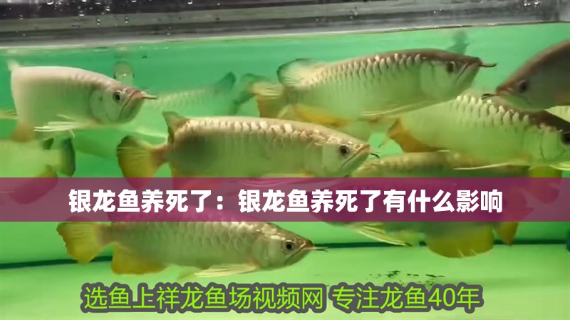 銀龍魚養死了：銀龍魚養死了有什么影響