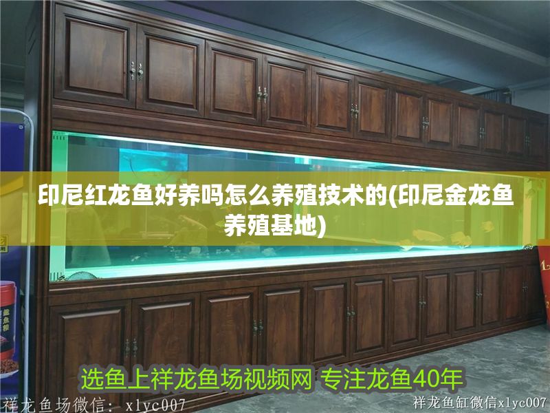 印尼紅龍魚好養嗎怎么養殖技術的(印尼金龍魚養殖基地)