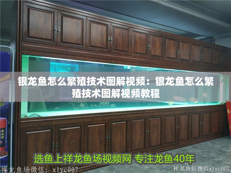 銀龍魚怎么繁殖技術圖解視頻：銀龍魚怎么繁殖技術圖解視頻教程