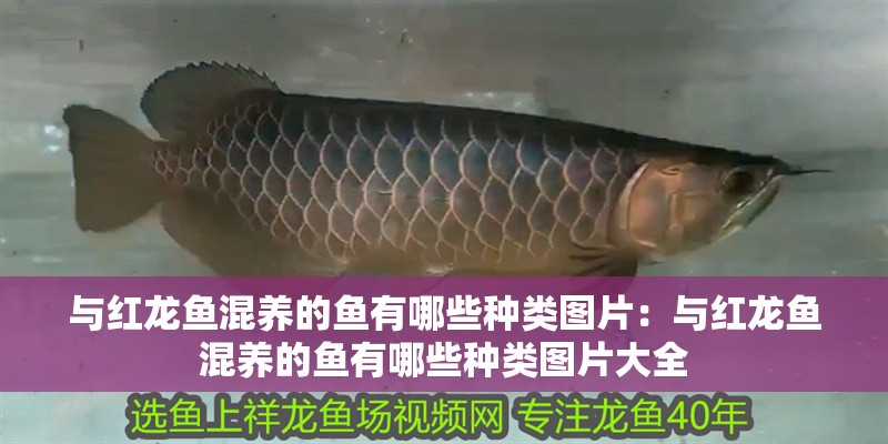 與紅龍魚混養的魚有哪些種類圖片：與紅龍魚混養的魚有哪些種類圖片大全