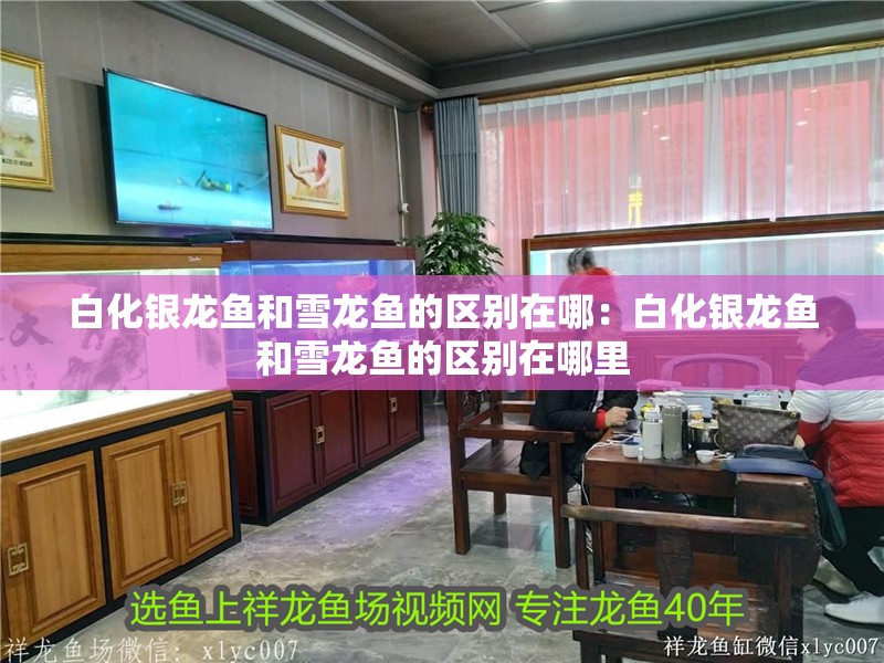 白化銀龍魚(yú)和雪龍魚(yú)的區(qū)別在哪：白化銀龍魚(yú)和雪龍魚(yú)的區(qū)別在哪里