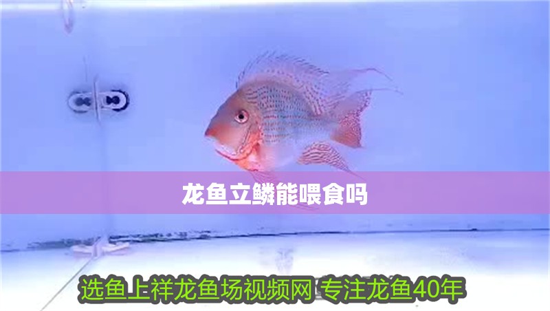 龍魚(yú)立鱗能喂食嗎 龍魚(yú)百科 第2張 龍魚(yú)立鱗能喂食嗎 龍魚(yú)立鱗能喂食嗎 龍魚(yú)百科 第2張