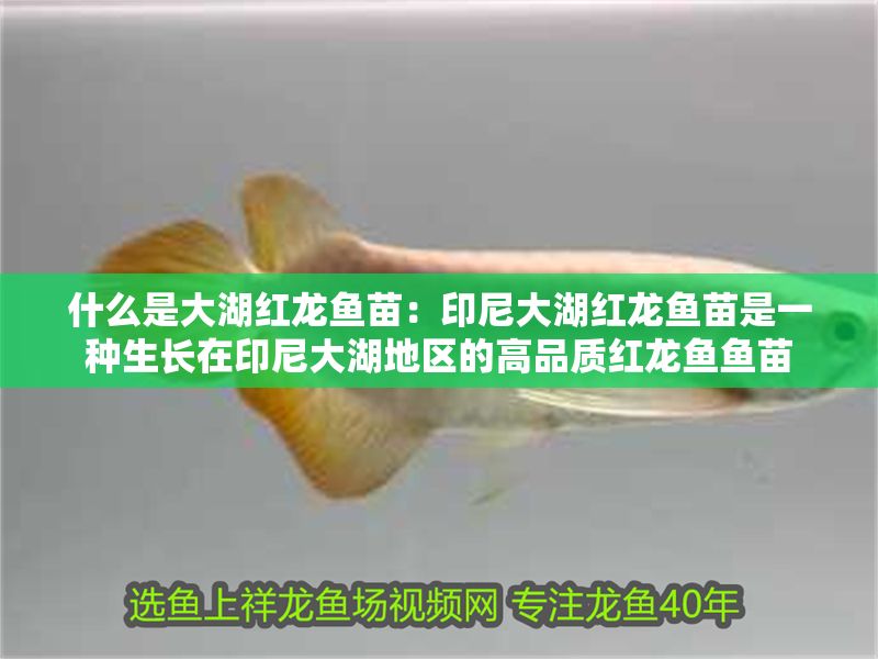 什么是大湖紅龍魚苗：印尼大湖紅龍魚苗是一種生長在印尼大湖地區(qū)的高品質紅龍魚魚苗 什么是大湖紅龍魚苗：印尼大湖紅龍魚苗是一種生長在印尼大湖地區(qū)的高品質紅龍魚魚苗 大湖紅龍魚百科 第1張