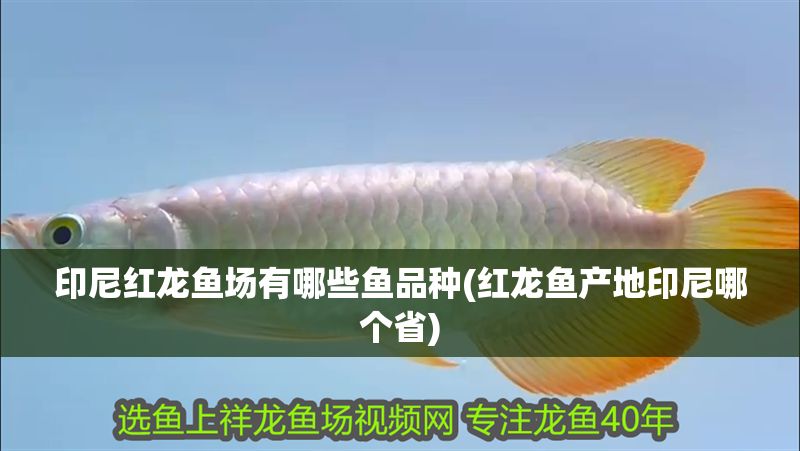 印尼紅龍魚場有哪些魚品種(紅龍魚產地印尼哪個省)