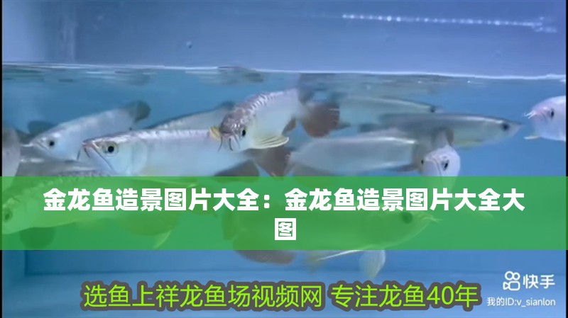 金龍魚造景圖片大全：金龍魚造景圖片大全大圖