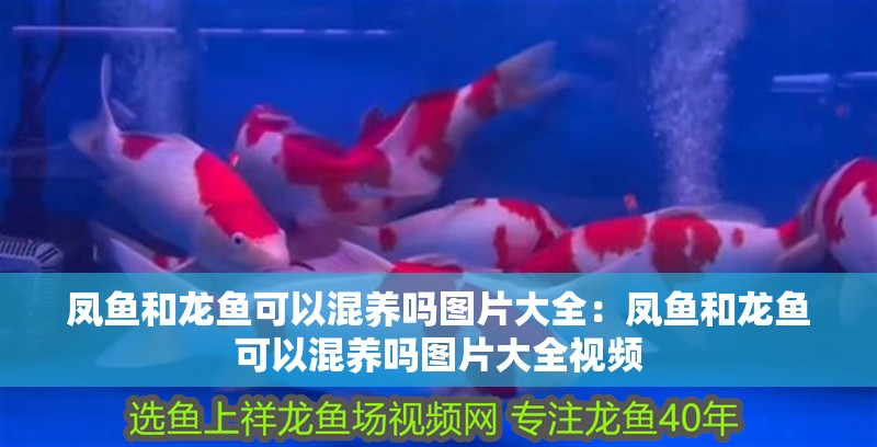 鳳魚和龍魚可以混養(yǎng)嗎圖片大全：鳳魚和龍魚可以混養(yǎng)嗎圖片大全視頻