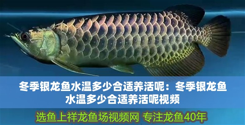 保山魚缸批發市場：一站式水族用品采購天堂