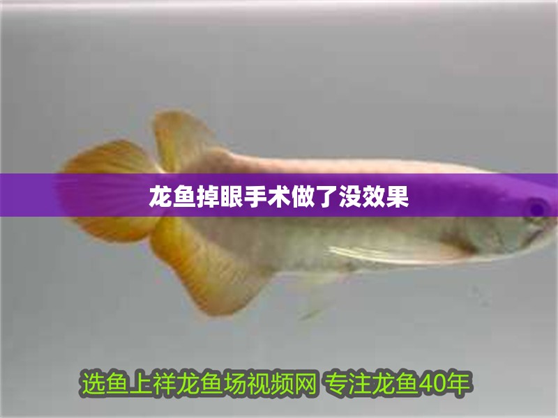 龍魚掉眼手術做了沒效果