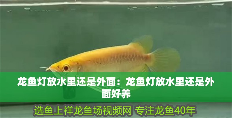 龍魚燈放水里還是外面:龍魚燈放水里還是外面好養(yǎng) 水族問答 龍魚燈放水里還是外面:龍魚燈放水里還是外面好養(yǎng) 龍魚燈放水里還是外面:龍魚燈放水里還是外面好養(yǎng) 水族問答