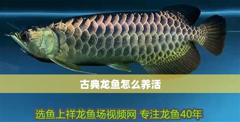古典龍魚怎么養(yǎng)活