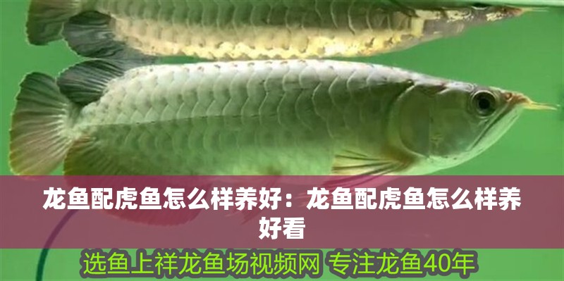 龍魚配虎魚怎么樣養(yǎng)好：龍魚配虎魚怎么樣養(yǎng)好看