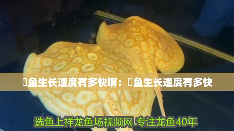 魟魚生長速度有多快啊：魟魚生長速度有多快 魟魚生長速度有多快啊：魟魚生長速度有多快 魟魚百科 第2張