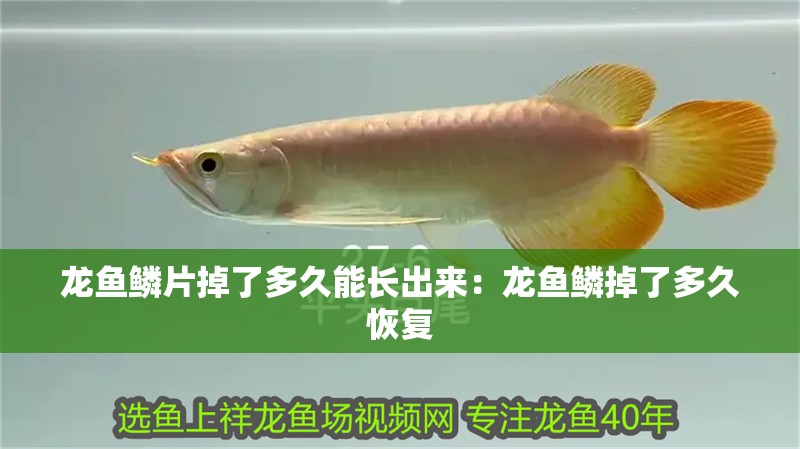 龍魚鱗片掉了多久能長出來：龍魚鱗掉了多久恢復