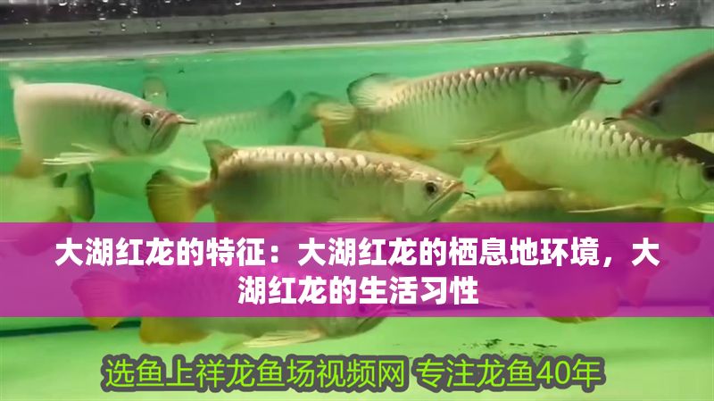 大湖紅龍的特征：大湖紅龍的棲息地環(huán)境，大湖紅龍的生活習(xí)性