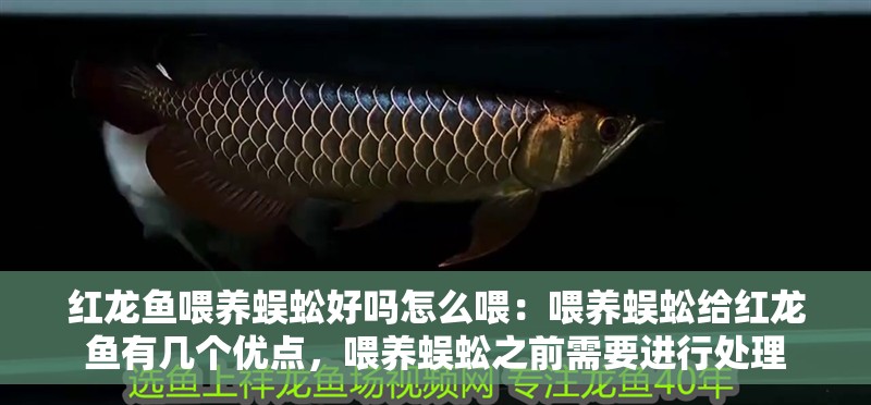 紅龍魚喂養蜈蚣好嗎怎么喂：喂養蜈蚣給紅龍魚有幾個優點，喂養蜈蚣之前需要進行處理