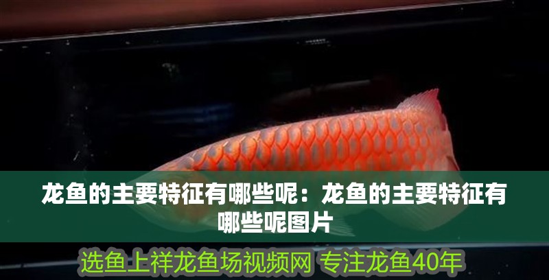 龍魚的主要特征有哪些呢：龍魚的主要特征有哪些呢圖片