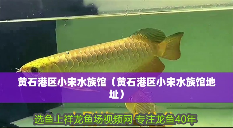 黃石港區(qū)小宋水族館（黃石港區(qū)小宋水族館地址）